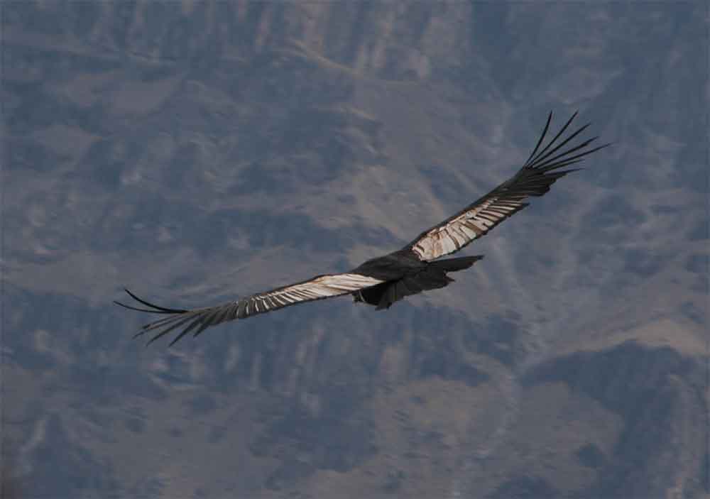 Cóndor - Cañon del Colca - Perú 1.jpg